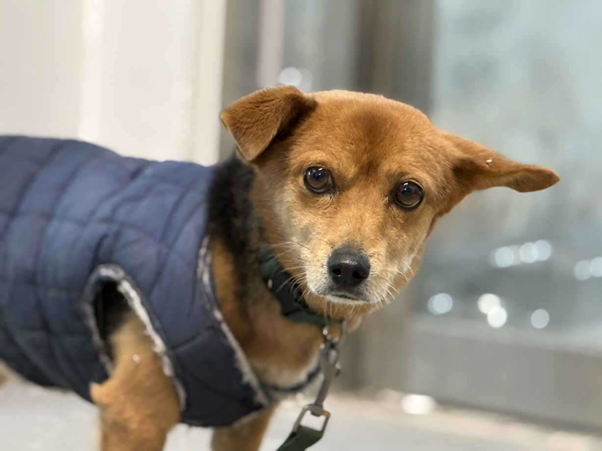 종료(반환) 믹스견…